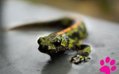 4 Façons Simples de Choisir le Meilleur Amphibien pour Être Votre Compagnon à 4 Pattes!