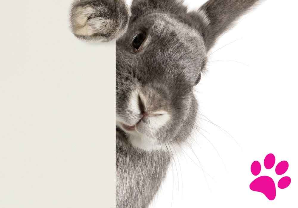 Alimentation lapin