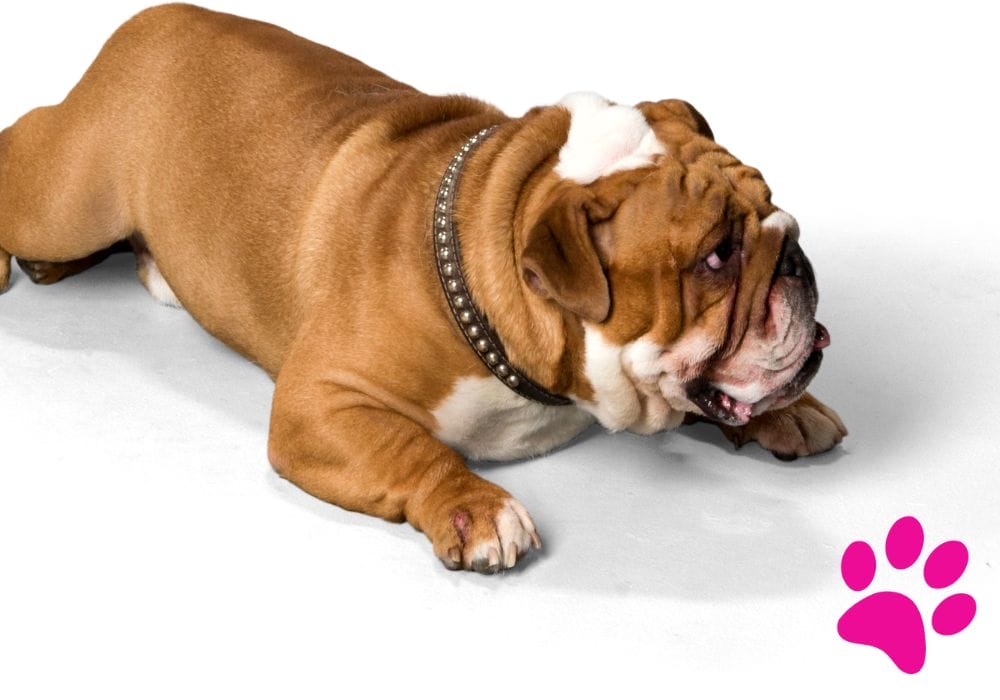 Bien-être digestif chiens