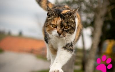 7 Astuces Efficaces pour Prendre Soin de Votre Chat âgé et Le Garder en Bonne Santé !