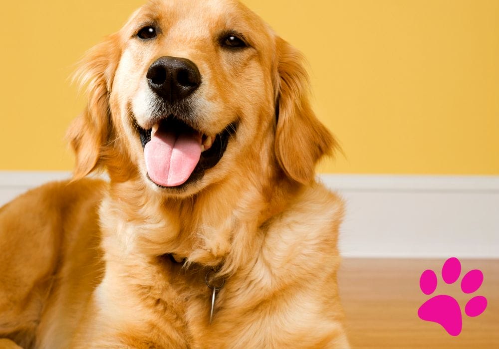 Apprendre à Votre Chien à Faire du Vélo
