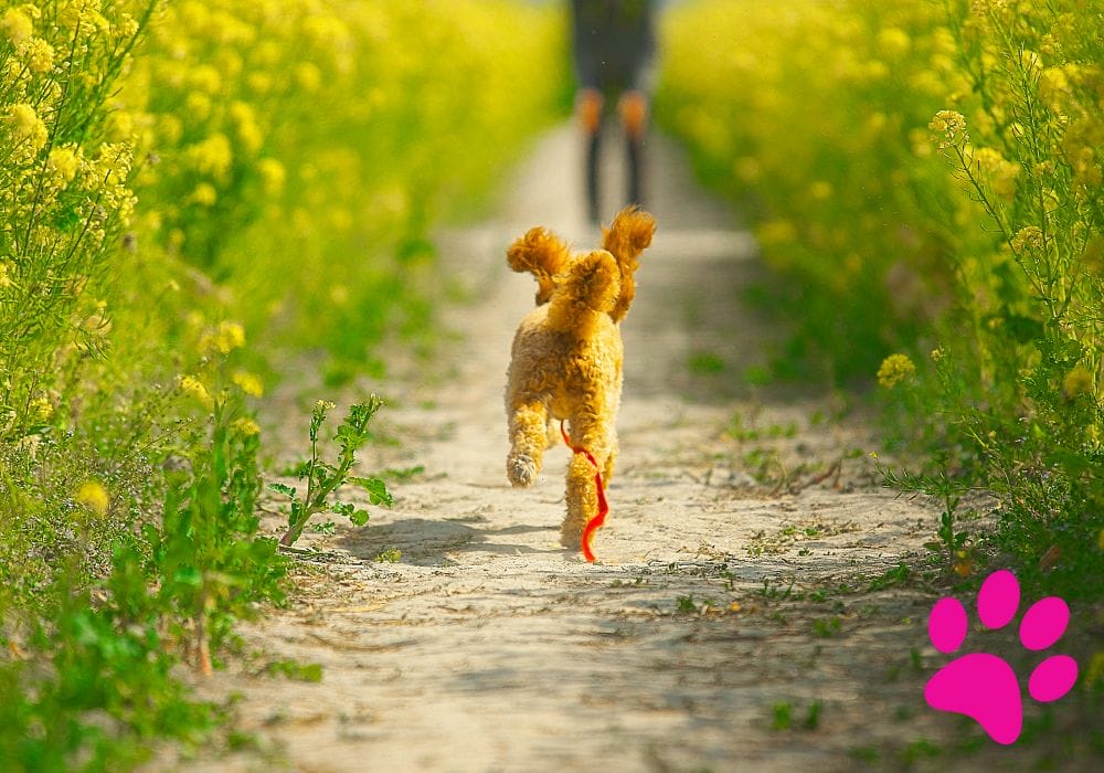 Caniche