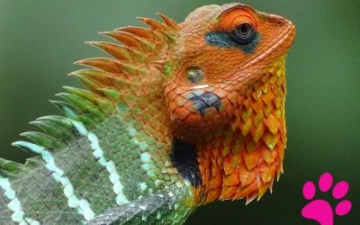 Comment Aider les Reptiles en Voie de Disparition : 3 Façons Simples de Faire une Différence !