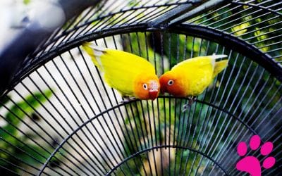 Comment Apprendre aux Oiseaux à Parler : les Astuces Incroyables que Tu Dois Connaître!