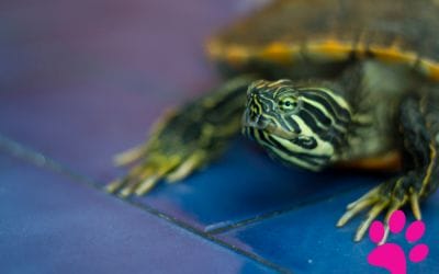 Comment Protéger les Reptiles et les Amphibiens : Comment Préserver leurs Habitats Naturels