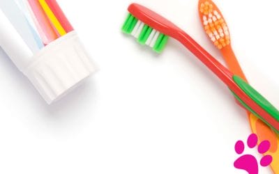 Comment améliorer l’Hygiène bucco-dentaire de votre Chien en 4 Faciles Étapes