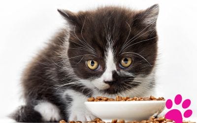 Comment assurer une alimentation saine et équilibrée à votre chat ?