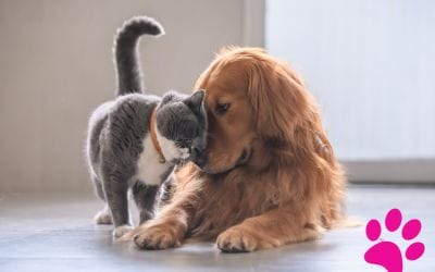 Comment éviter la mauvaise haleine chez votre chat et chien : Les clés pour de meilleurs soins bucco-dentaires
