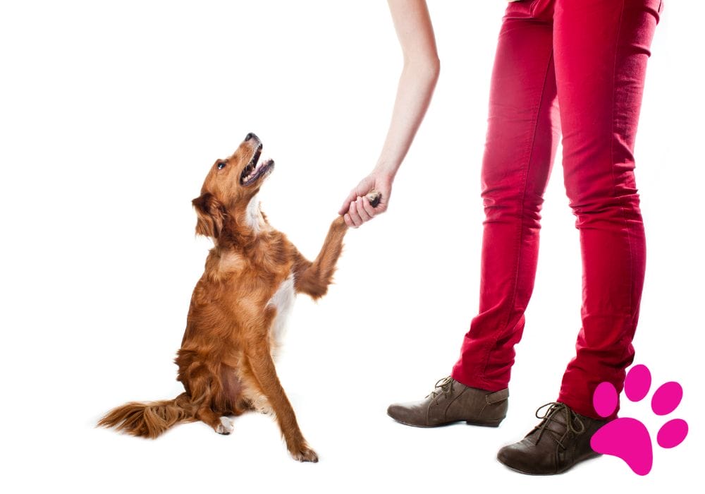 Éviter les bêtises de chien