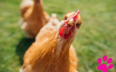 Comment obtenir des poules heureuses et en bonne santé: Nos conseils et guides pratiques!