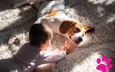 Comment préparer votre chien à l’arrivée de son nouveau meilleur ami: votre bébé !