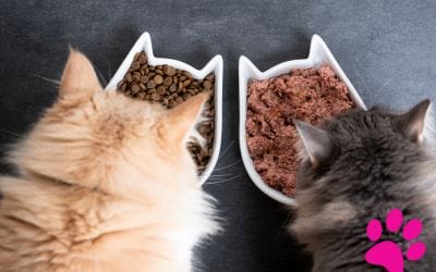 Comment protéger votre nourriture des griffes de votre chat !