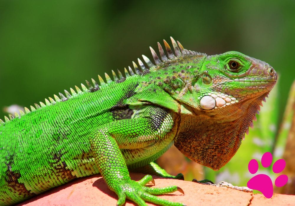 Soins Reptiles