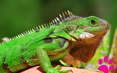 Découvrez ce qui Distingue les Reptiles des Amphibiens en Matière de Soins!