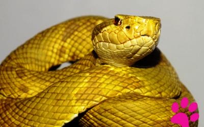 Découvrez ces Mythes sur les Serpents que Vous Pensez Être Vrais mais qui sont FAUX!