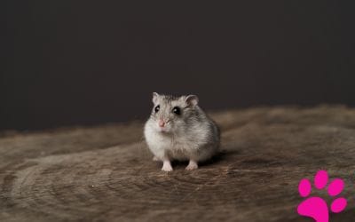 Découvrez lequel est le plus mignon : Hamsters ou Souris ? !