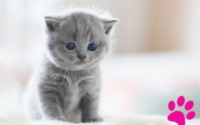 Découvrez les causes et symptômes de la crise d’épilepsie chez les chats: tout ce que vous devez savoir!