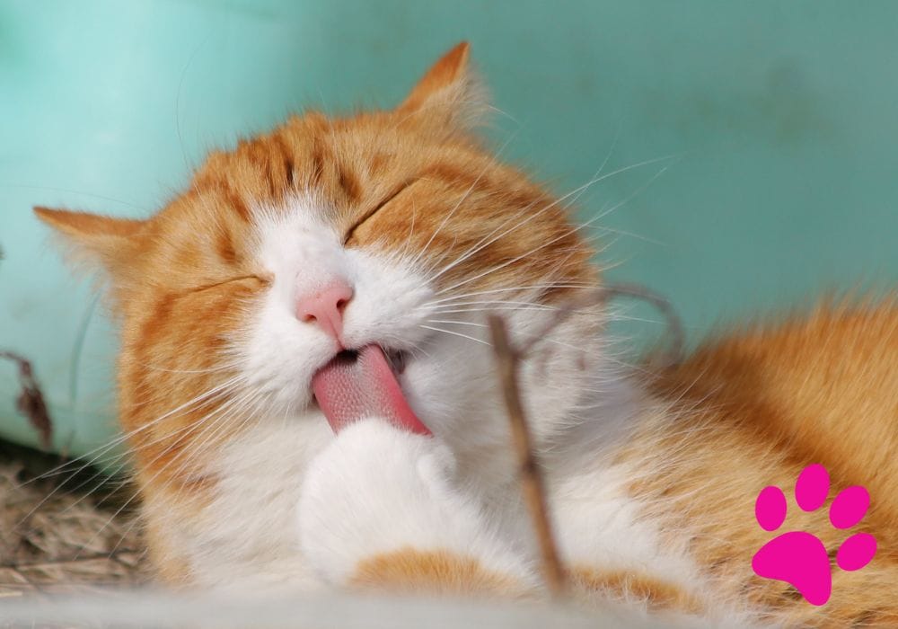 Allaitement chez le chat