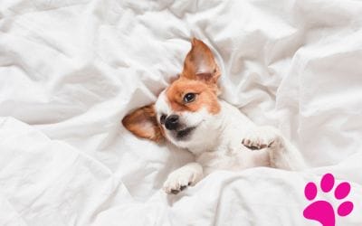 Découvrez pourquoi votre chien tremble pendant son sommeil
