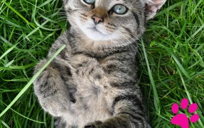 Les astuces éprouvées pour faire cesser les vomissements de votre chat sur le tapis !