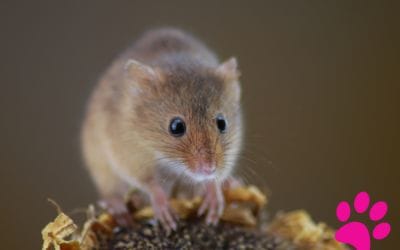 Rat vs Souris : les étonnantes différences entre ces deux mammifères!