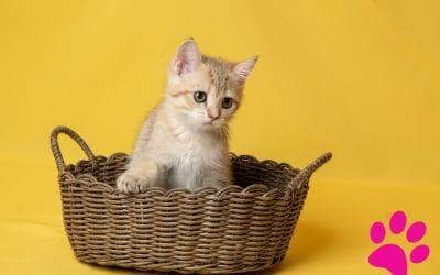 Secrets pour Protéger les Chats et les Ratons Laveurs – Étonnantes Solutions Pour Une Vie Saine et Heureuse!